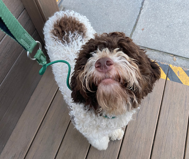 miss rosie giving me a smile