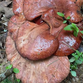 Beefsteak polypore wild mushroom Fistulina hepatica