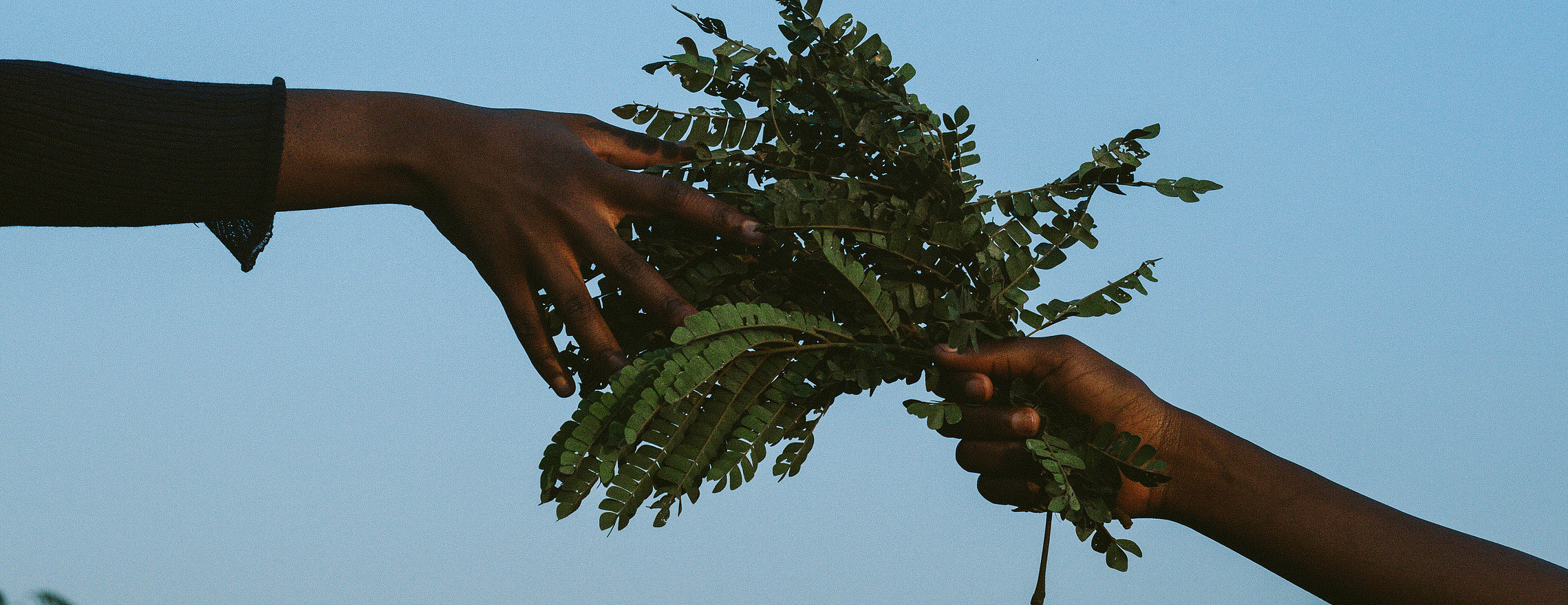 Two hands reaching towards leafy branches against a blue sky