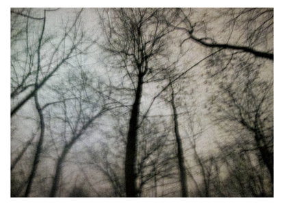 Maxime Michaud - paysages et choses - trees