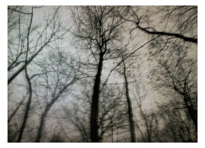 Maxime Michaud - paysages et choses - trees