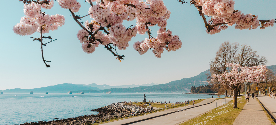 A view of the Vancouver Seawall at English Bay while the cherry blossoms are in bloom.