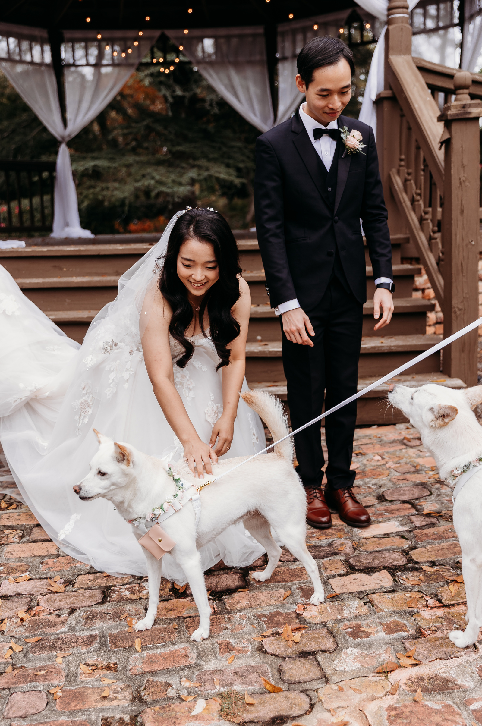 bride and groom with their dogs