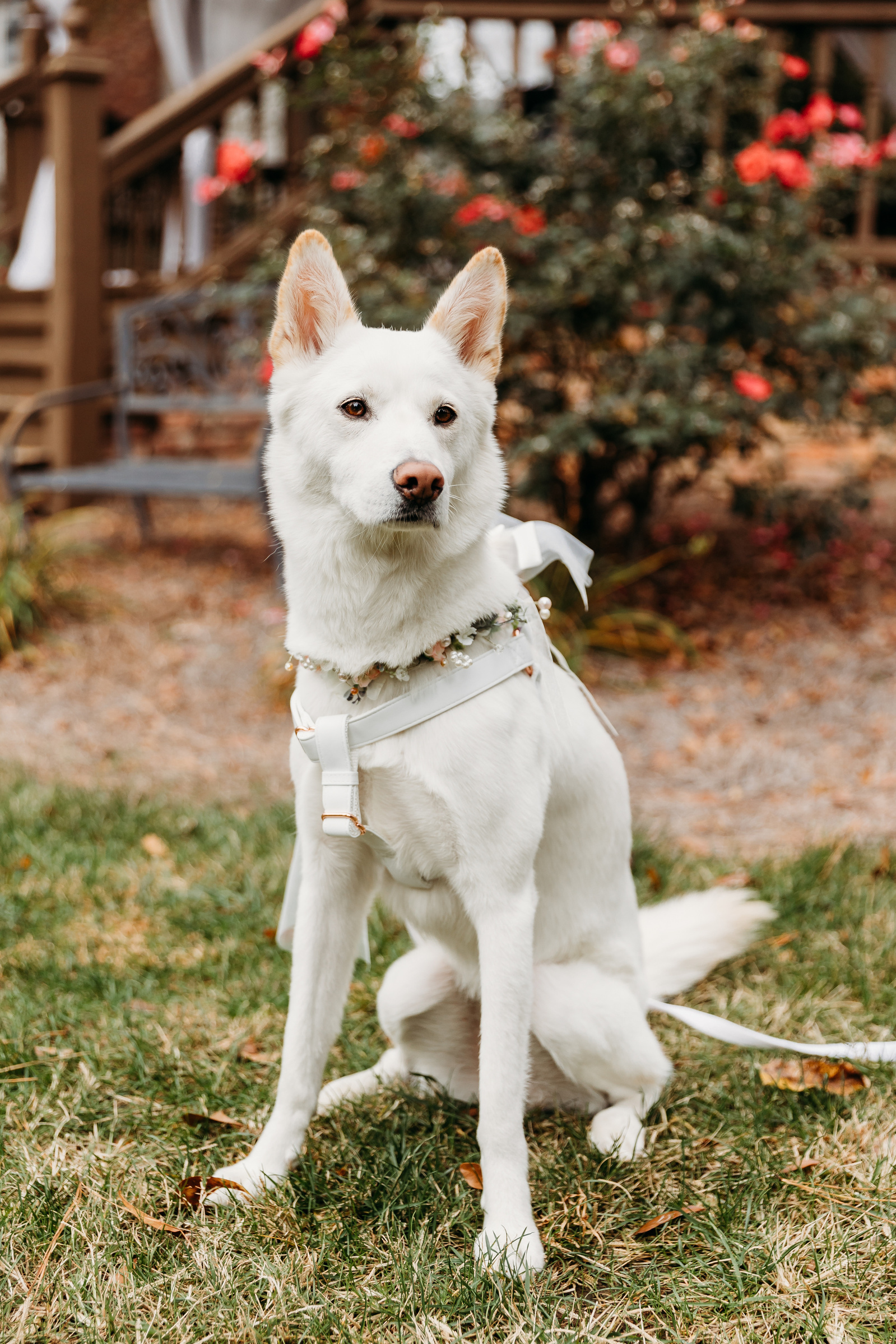 korean jindo as a ring bearer