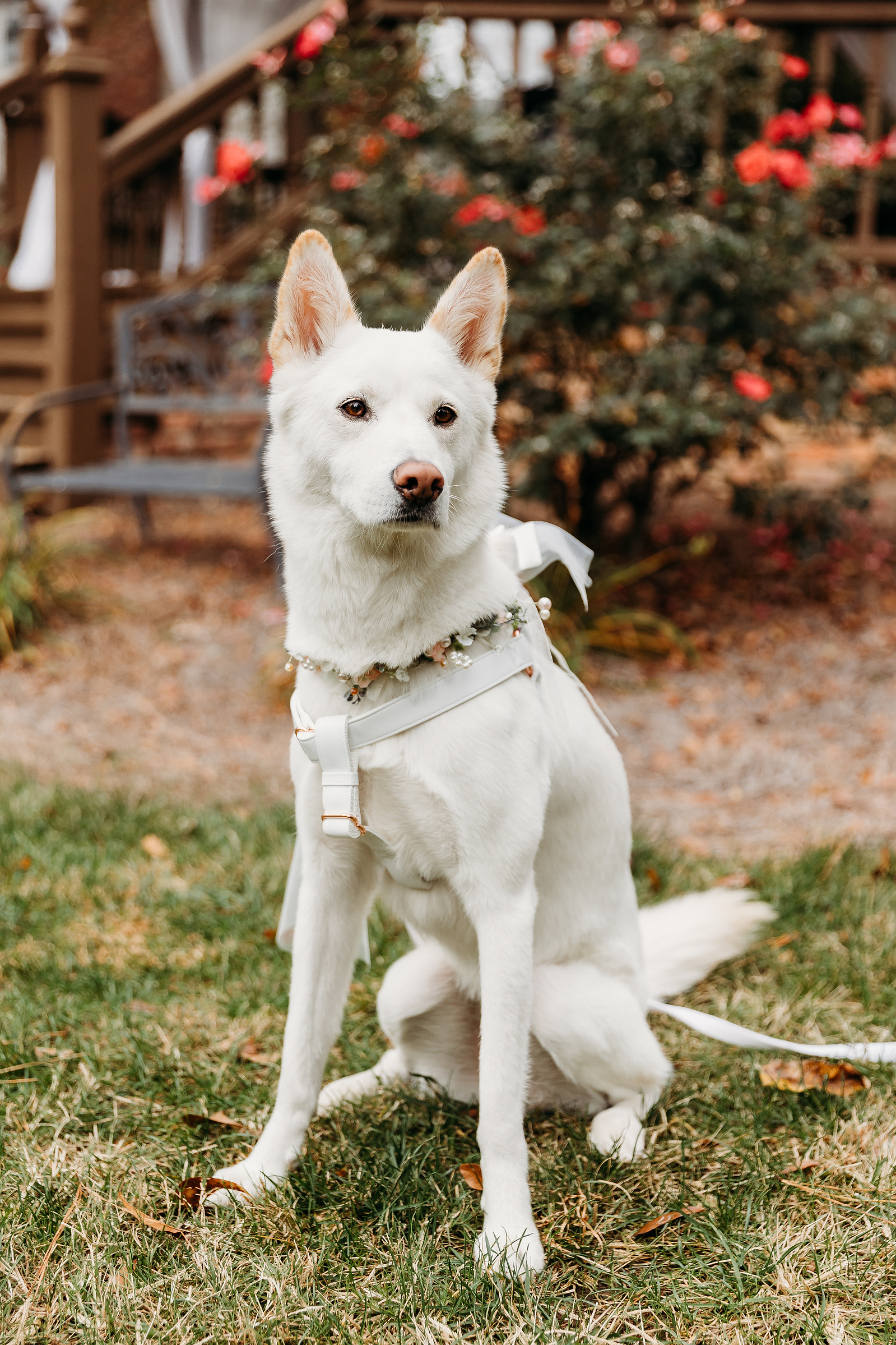 korean jindo as a ring bearer