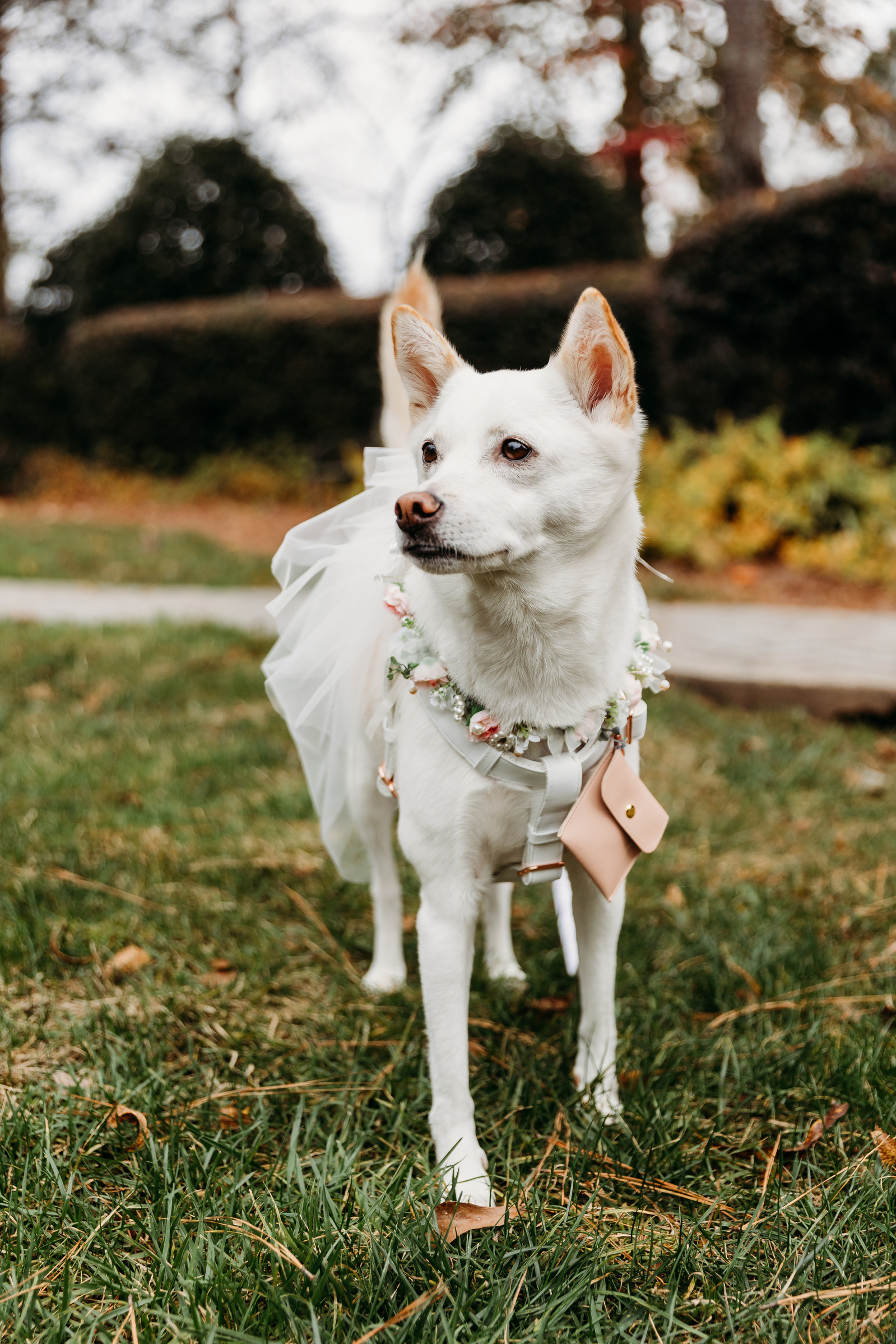 korean jindo as a ring bearer