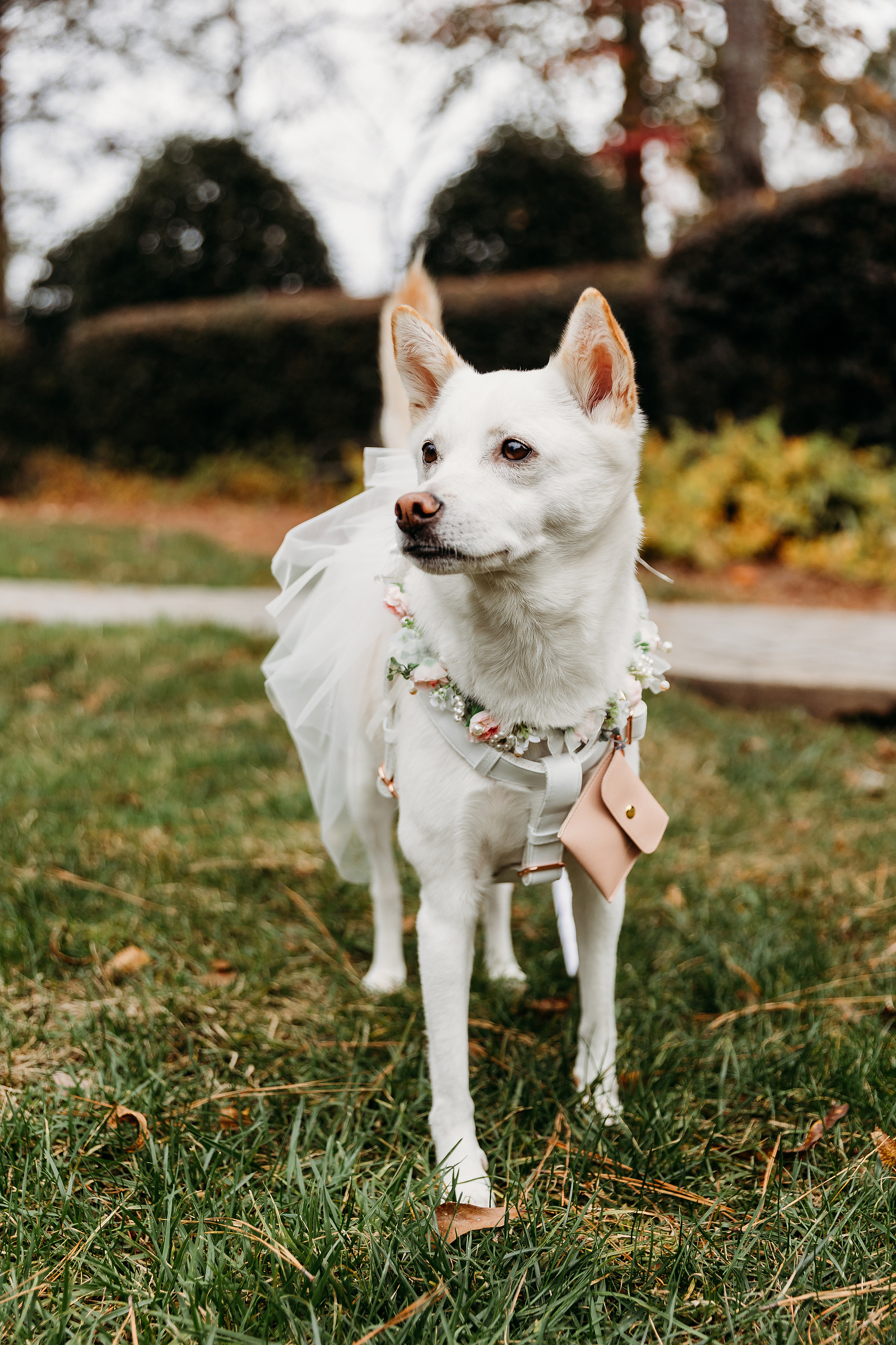 korean jindo as a ring bearer