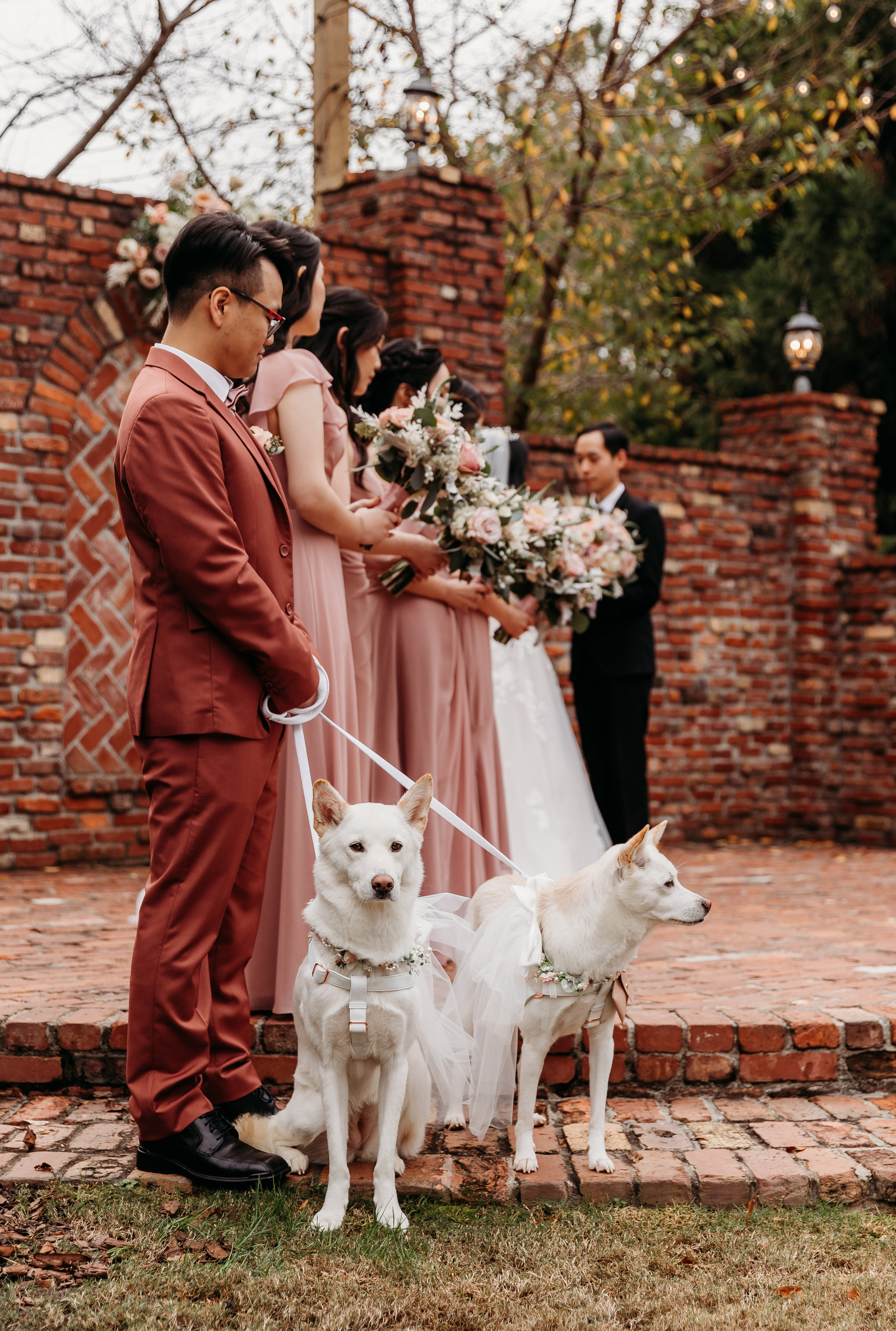 korean jindo dogs as ring bearers