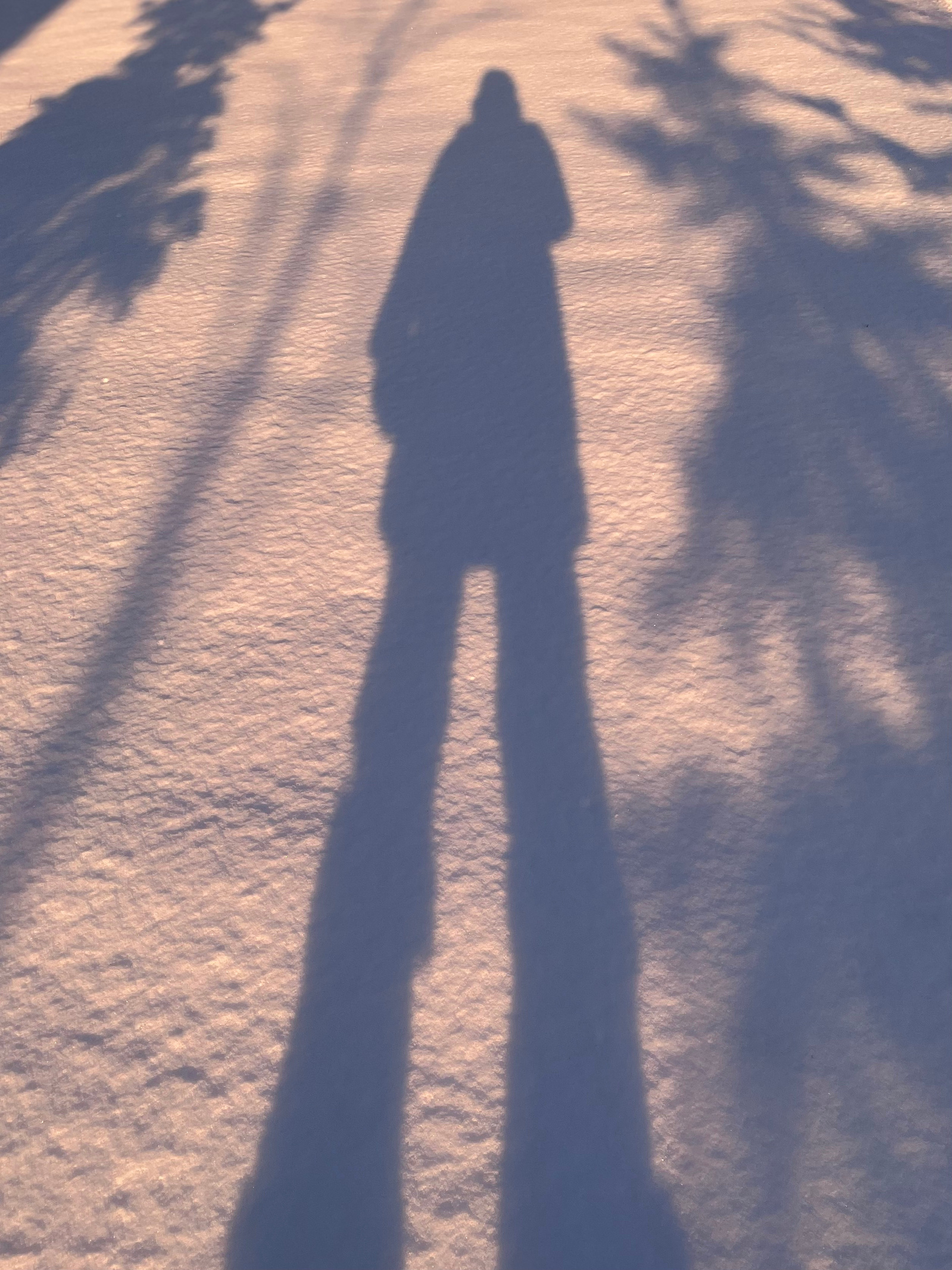 my shadow against fresh snow