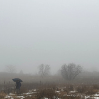 rainy, foggy day in the meadow