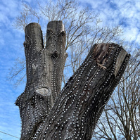 reflective studded tree trunk