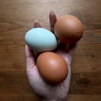 two brown eggs and one blue chicken egg