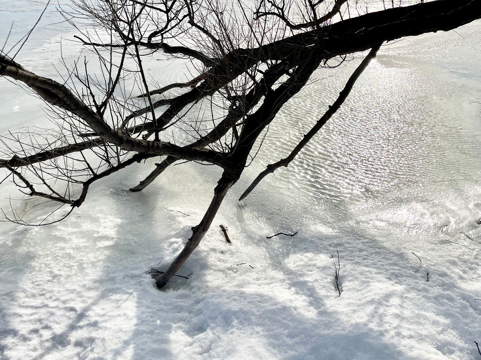 tree branch in frozen lake