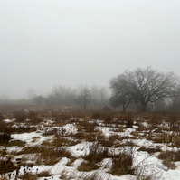 rainy, foggy day in the meadow
