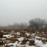 rainy, foggy day in the meadow