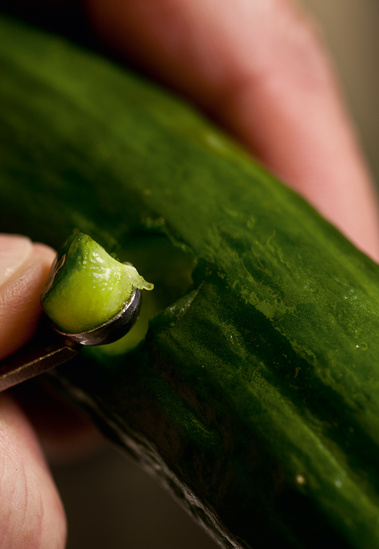 Cucumber.