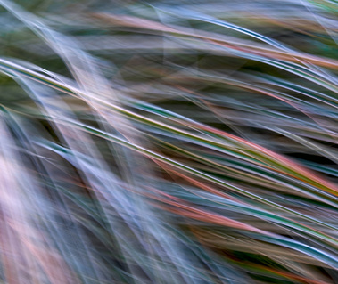 ICM garden images - 2022