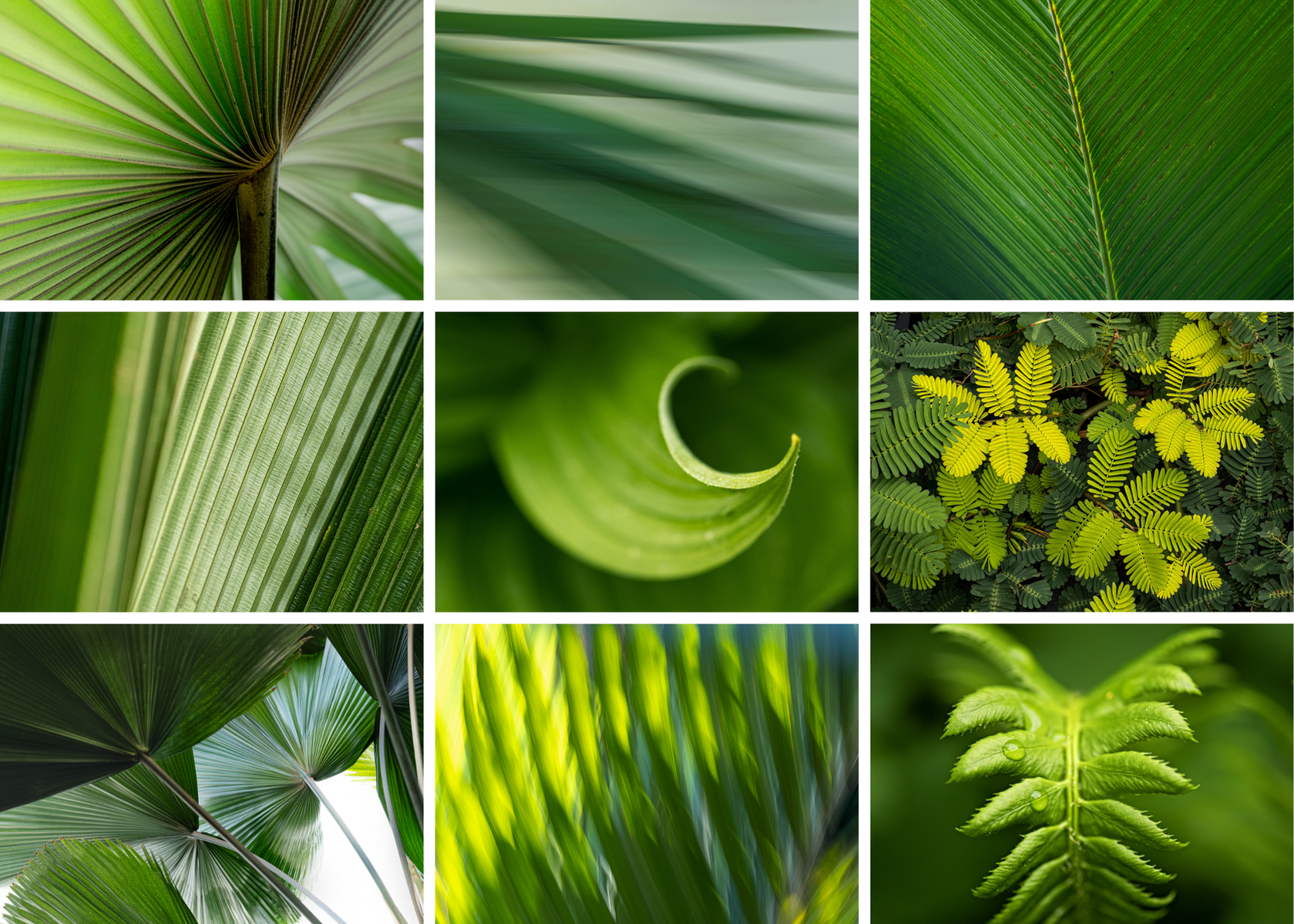 Green plant portraits 