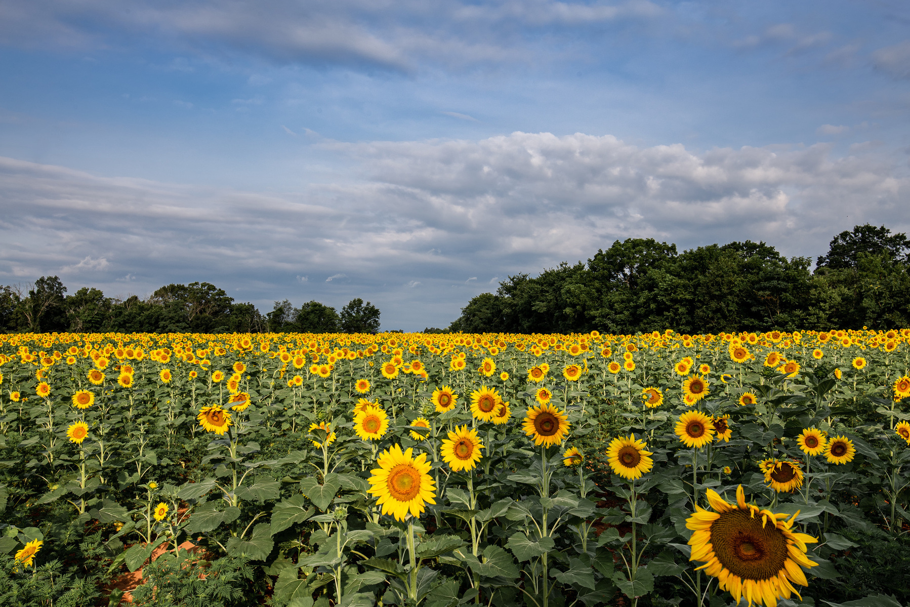 Sunflowers at McKee-Besher Wildlife Area, Maryland.
Photography summer flowers in DC 