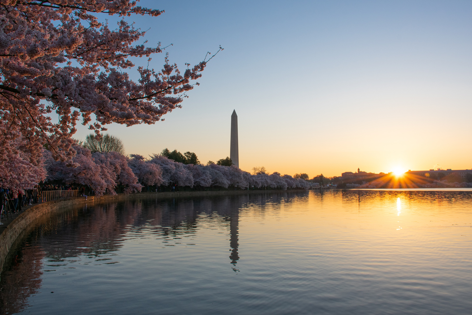 Cherry Blossom
Washington, D.C.
Tidal Basin