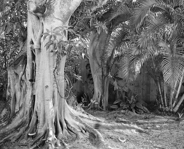 Black and white contemporary photograph of a Bayan Tree in Miami, by Jan Rattia