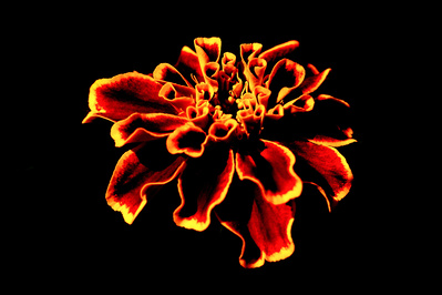 Vibrant red, yellow and orange marigold on a minimal black background.