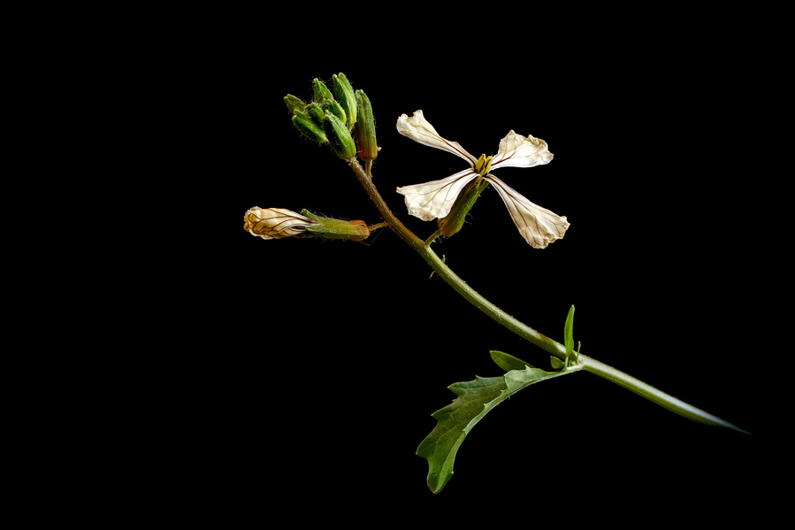the blossom of an arugula plant on a minimal black background