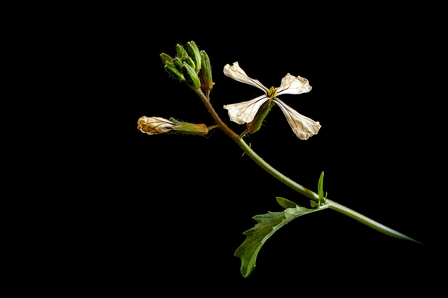 the blossom of an arugula plant on a minimal black background