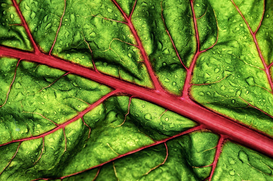 close up of a swiss chard leaf