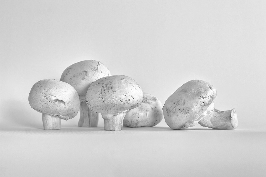 a group of mushrooms on a minimal white background