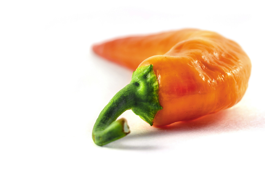 single orange pepper on a minimal white background