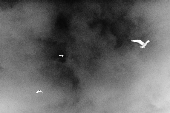 Birds From Don't You Think It's Strange. A photograph by Richard Gosnold in Northern Ireland.