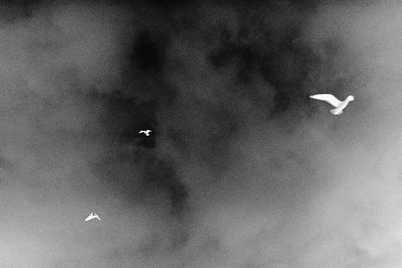 Birds From Don't You Think It's Strange. A photograph by Richard Gosnold in Northern Ireland.