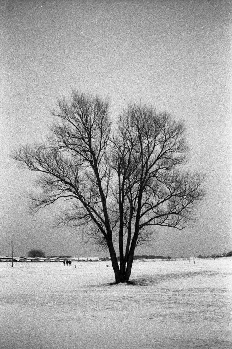 A tree in the snow from Don't You Think It's Strange. A photograph by Richard Gosnold in Northern Ireland.

A visual diary - place / character / story