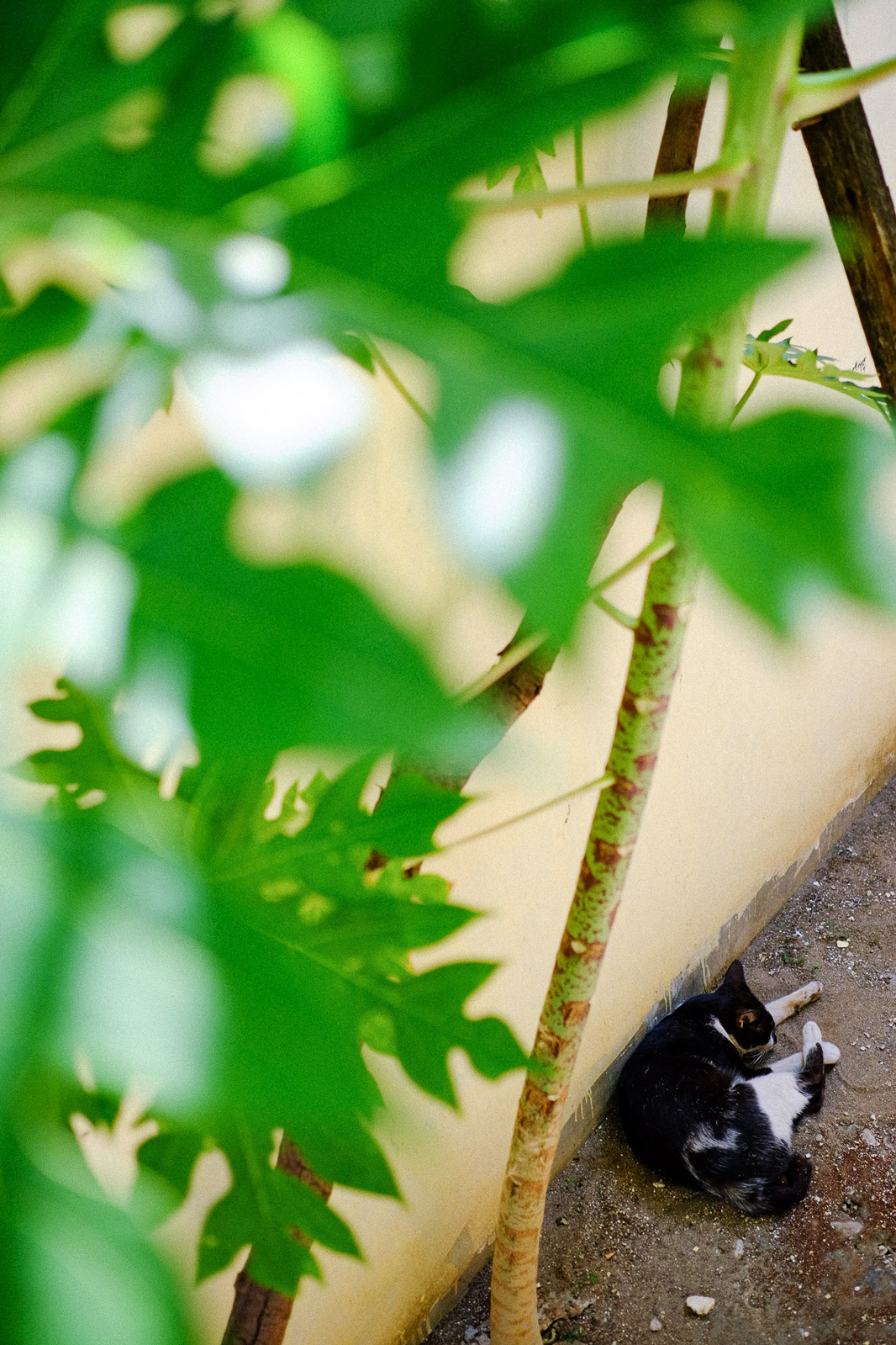 A house cat sleeps underneath a young papaya tree in an alleyway on June 6, 2019 in Kupang, Indonesia.
