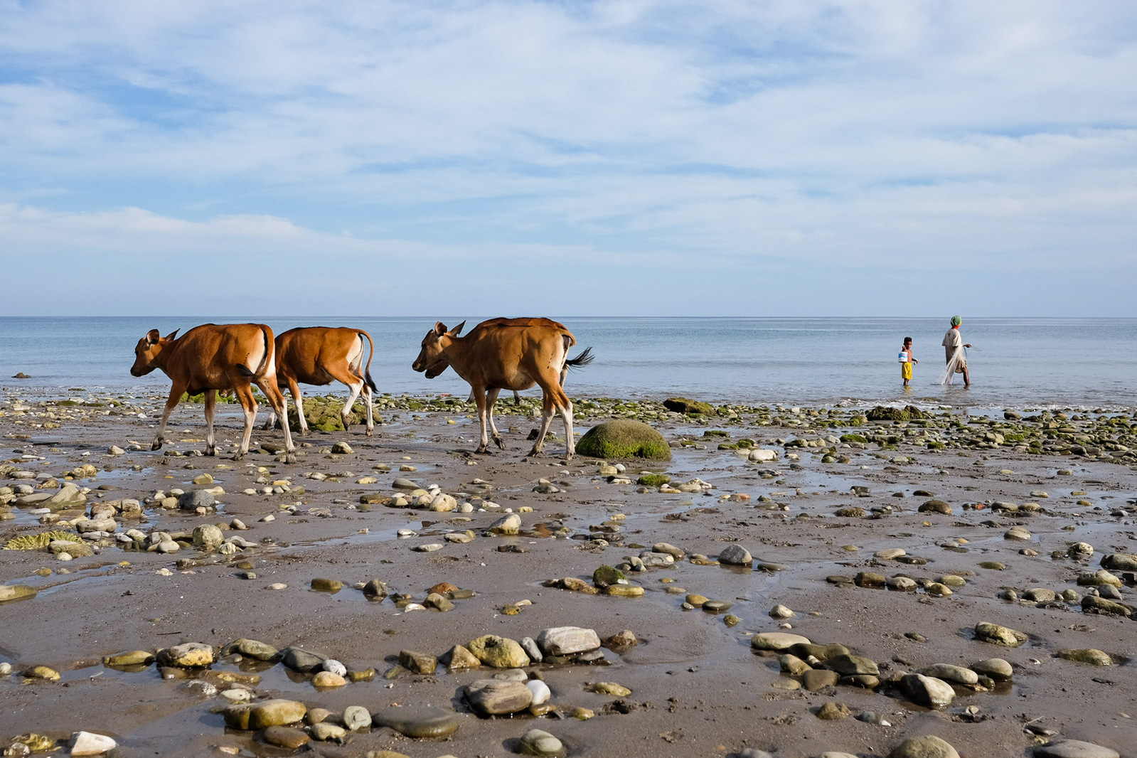 Villagers fish in the Savu Sea while cows roam the beach on May 8, 2019 in the seaside village of Bakuin, 60 miles northeast of Kupang, Indonesia.