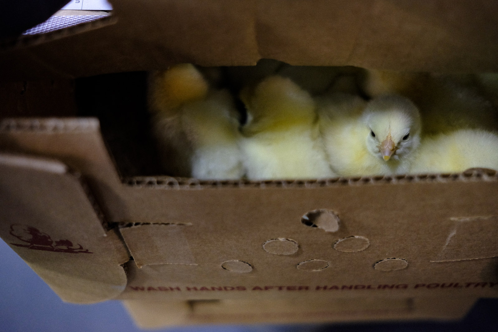 A parcel containing 50 baby chicks seen set aside at the USPS’s Boardwalk branch on Tuesday, May 5, 2020 in Saginaw Township, Mich.