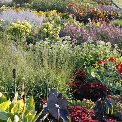 Canna, coleus, elephant ear, grasses, and perennials create a layered composition with bold foliage and seasonal color.