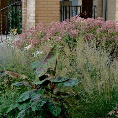 Bold foliage of Musa 'Siam Ruby' contrasts with airy Panicum and Eupatorium, creating a layered, textural planting design.