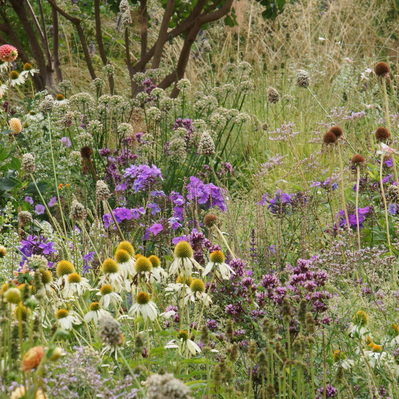 Phlox 'Blue Paradise,' 'Jowey Nicky' dahlias, and Echinacea 'PowWow White' layer color and texture in this late-season composition.