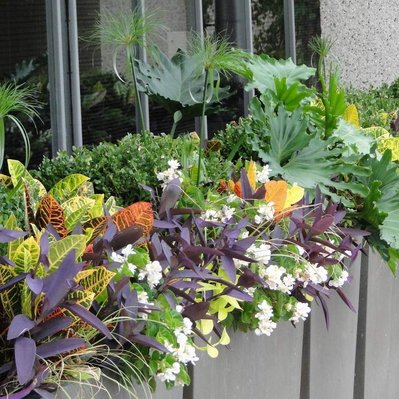 A lush planter featuring Croton, Papyrus, Philodendron, Tradescantia, and blooming Begonia, creating a vibrant urban display.