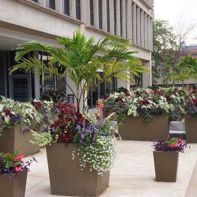 An array of large planters with palms, caladiums, alyssum, and purple foliage enhance the entrance of a modern office building.