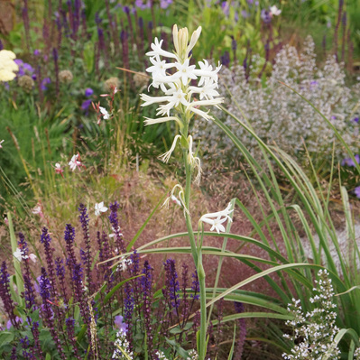 A delicate Polianthes tuberosa emerges among a textural layering of perennials, its ivory blooms standing in contrast to deep-hued salvias and wispy grasses.