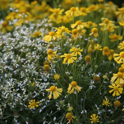 Helenium and Euphorbia ‘Diamond Frost’ create a luminous contrast, blending golden hues with airy white accents in a vibrant display.