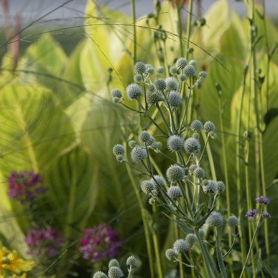 Eryngium, Verbena bonariensis, and variegated Canna create a striking interplay of texture, color, and movement in the garden.