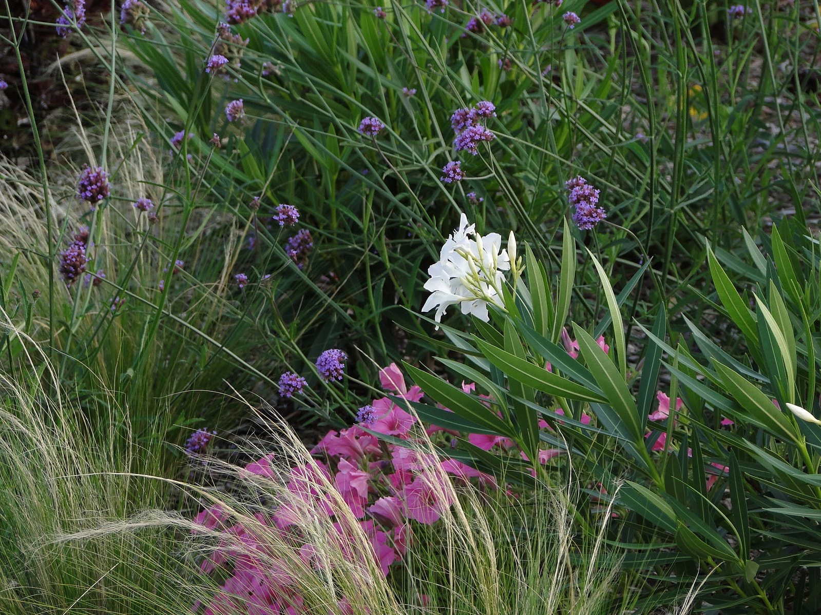 Lush layers of Verbena bonariensis, Nerium oleander, and Petunias accentuate a refined, artful planting design for discerning clients.