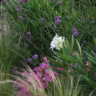 Lush layers of Verbena bonariensis, Nerium oleander, and Petunias accentuate a refined, artful planting design for discerning clients.