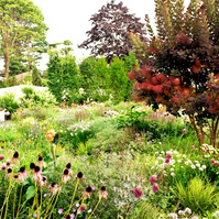 A lush naturalistic garden by Adam Woodruff featuring smokebush, Echinacea, alliums, and a dining patio under a white umbrella.
