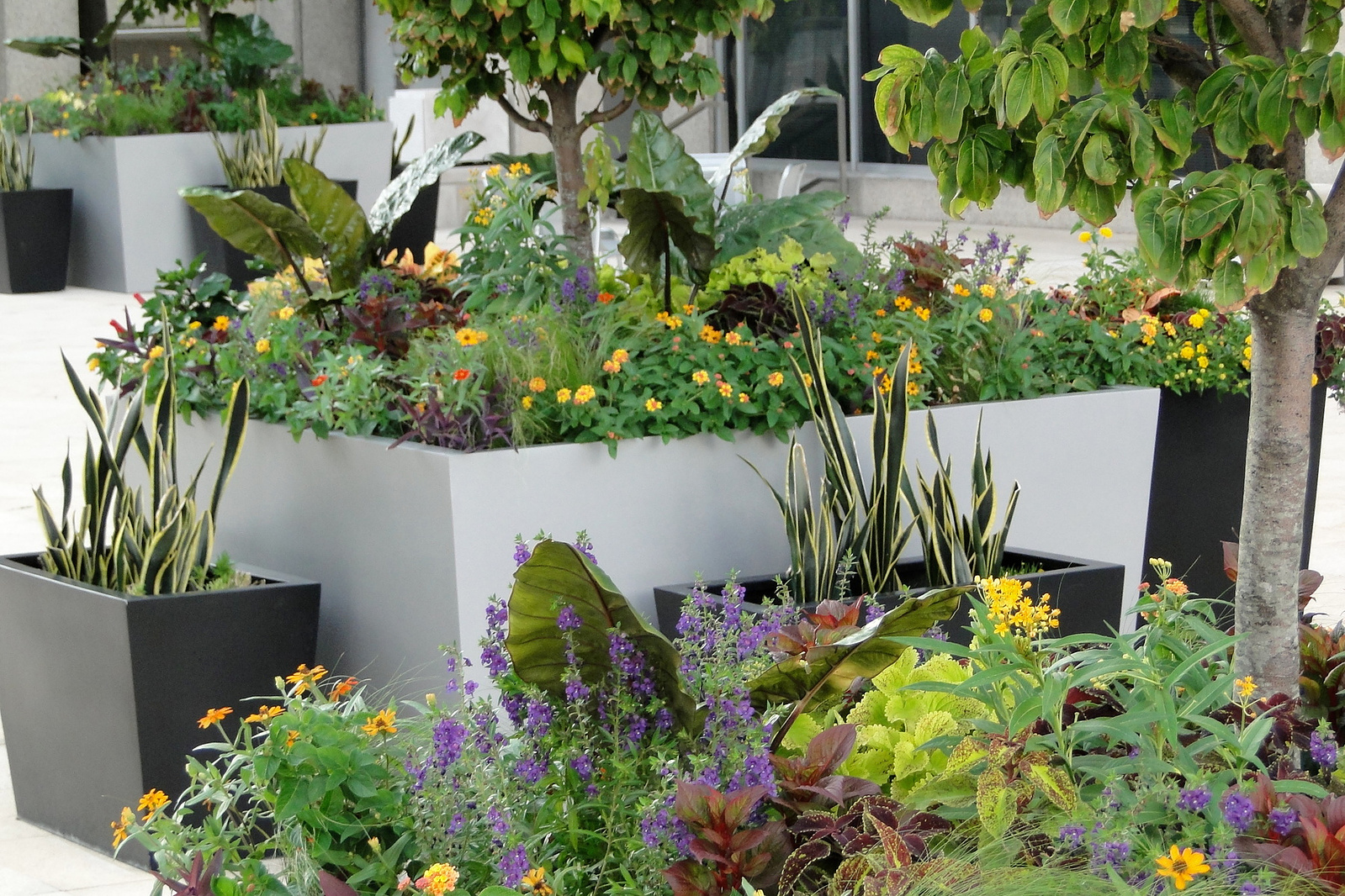 Contemporary urban planters with Alocasia, Sansevieria, Lantana, and Coleus in modern gray and black containers on a plaza.