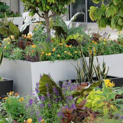 Contemporary urban planters with Alocasia, Sansevieria, Lantana, and Coleus in modern gray and black containers on a plaza.